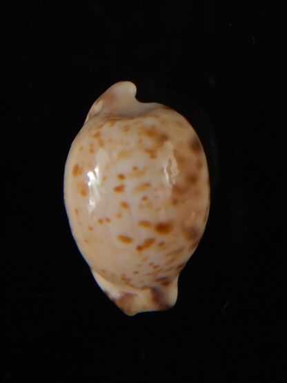 Cypraeovula edentula sanfrancisca 21,46 mm Gem-57303