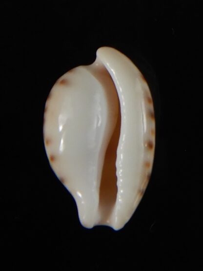 Cypraeovula edentula sanfrancisca 21,46 mm Gem-57299