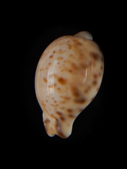 Cypraeovula edentula sanfrancisca 21,46 mm Gem-57301