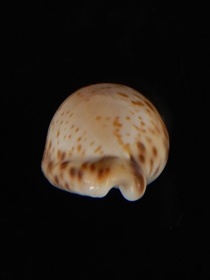 Cypraeovula edentula sanfrancisca 21,46 mm Gem-57300