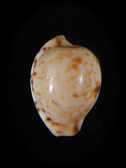 Cypraeovula edentula sanfrancisca 18,75 mm Gem-57289