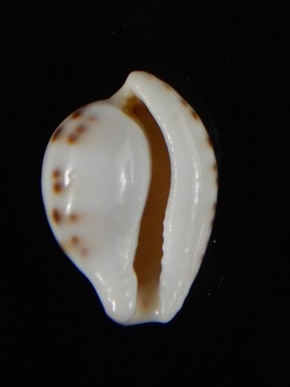 Cypraeovula edentula sanfrancisca 18,75 mm Gem-57286