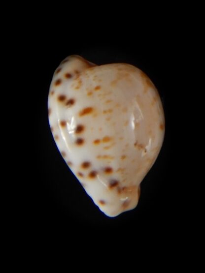 Cypraeovula edentula sanfrancisca 18,75 mm Gem-57285