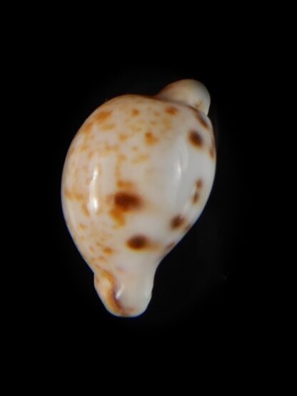 Cypraeovula edentula sanfrancisca 18,75 mm Gem-57288