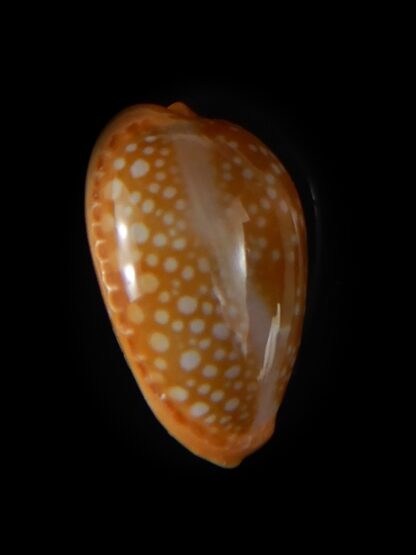 Naria citrina citrina 21,70 mm Gem-57382