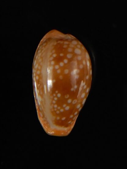 Naria citrina citrina 18,25 mm Gem-57350