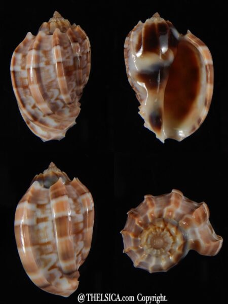 Harpa major ivojardai 36 mm Gem -0