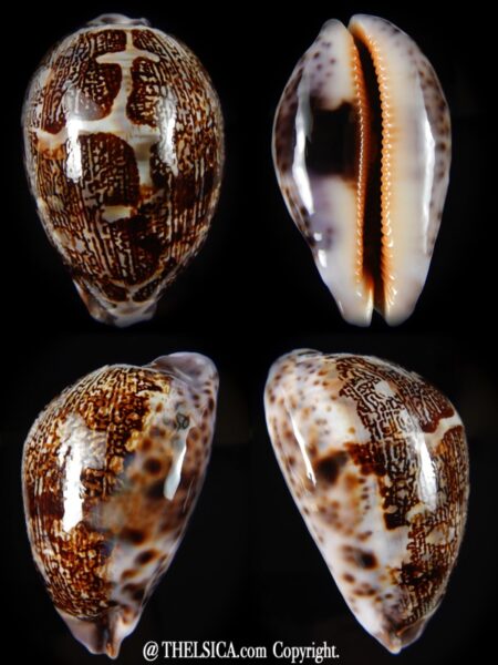Leporicypraea mappa curvati.. Marquesas form..70,20 mm Gem -0