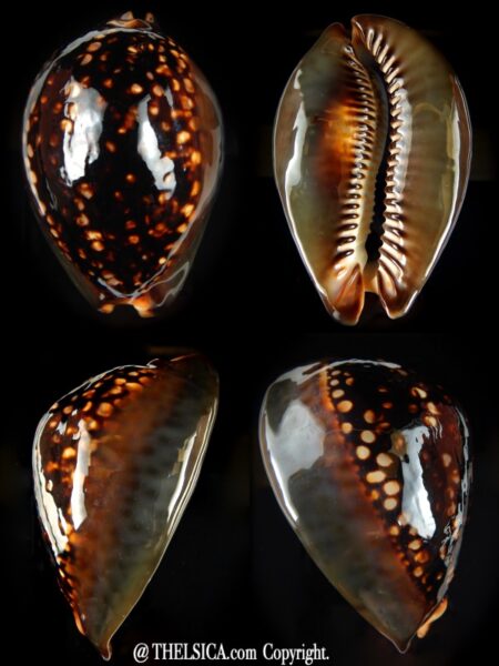 Mauritia mauritiana mauritiana N&R 92,7 mm Gem -0