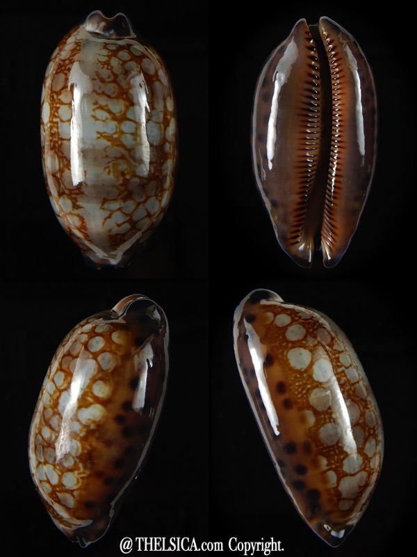 Mauritia scurra hivaensis.. BIG SIZE ... 47,96 mm Gem-0