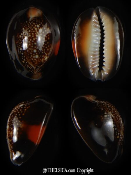 Monetaria caputserpentis aruni 26,82 mm Gem-0