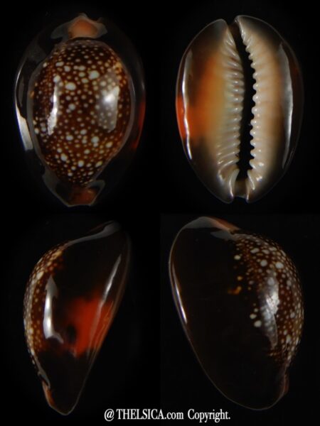 Monetaria caputserpentis aruni 31,44 mm Gem -0