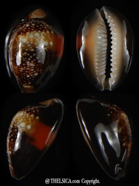 Monetaria caputserpentis aruni 31,80 mm Gem-0