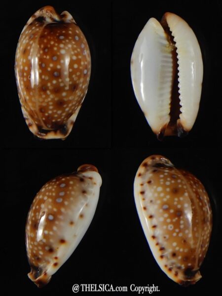 Naria gangranosa gangranosa ..Big size.. 22,43 mm Gem-0