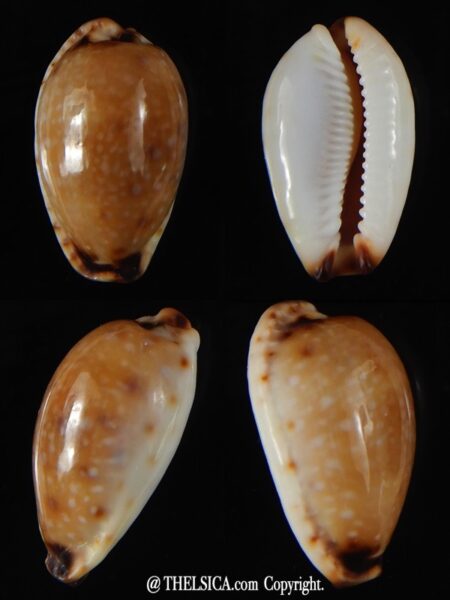 Naria gangranosa gangranosa ..Very Big size.. 23,87 mm Gem-0