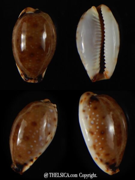 Naria gangranosa gangranosa ..Very Big size.. 24,66 mm Gem-0