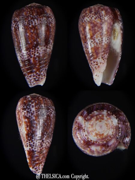 Textilia adamsonii 38.14 mm Gem-0