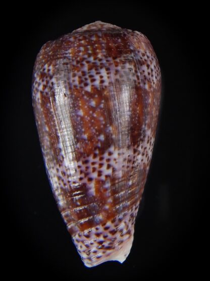 Textilia adamsonii 38.14 mm Gem-57226