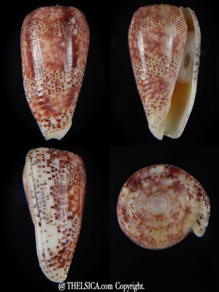 Textilia adamsonii 45,38 mm Gem-0