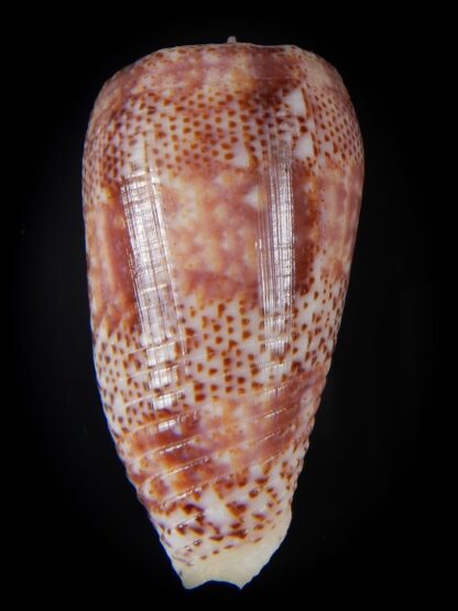 Textilia adamsonii 45,38 mm Gem-57245