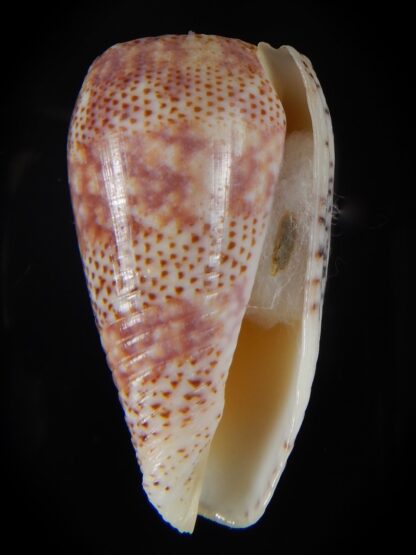 Textilia adamsonii 45,38 mm Gem-57247