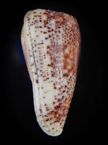 Textilia adamsonii 45,38 mm Gem-57246