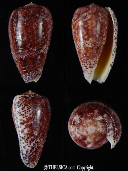 Textilia adamsonii 44,24 mm Gem-0