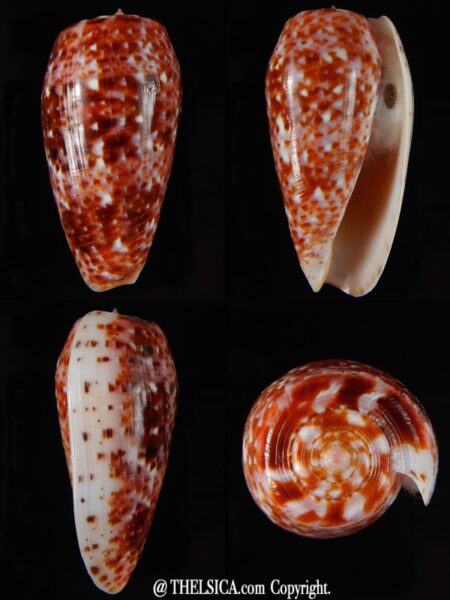Textilia bullatus .. Fantastic colour 56,67 mm Gem-0