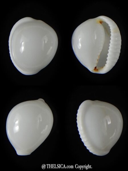 Trivella millardi 15,33 mm Gem-0