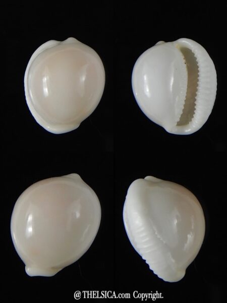 Trivella millardi 19,15 mm Gem-0