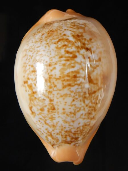 Austrasiatica langfordi cavatoensis 48,38 mm Gem -58242