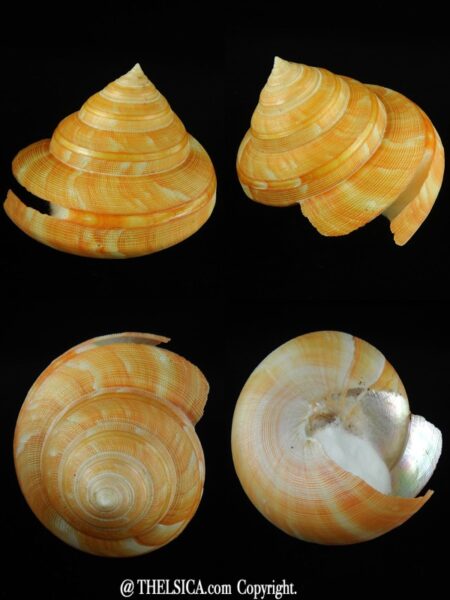 Bayerotrochus teramachii 104.40 mm Gem-0