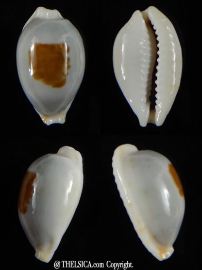 Bistolida brevidentata fluctuans 21,30 mm Gem-0