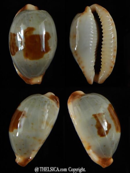Bistolida stolida lorrainae 25,82 mm F+++/Gem-0