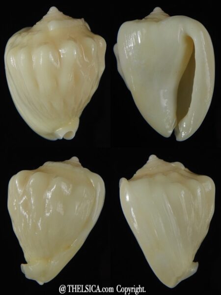 Cassis (Hypocassis) patamakanthini 27.07 mm Gem-0