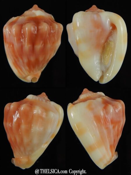 Cassis (Hypocassis) patamakanthini 30,65 mm Gem -0
