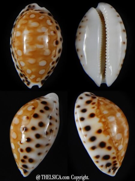 Cribrarula garciai 23,16 mm Gem-0