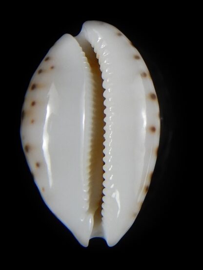 Cribrarula garciai 23,16 mm Gem-58229