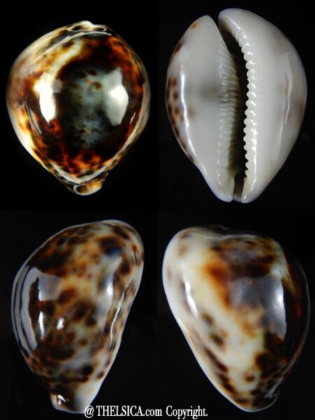 Cypraea tigris..Super calous 115 grms....... 72,69 mm Gem-0