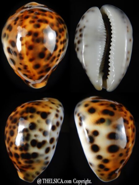 Cypraea tigris..YELLOW... 66,97 mm Gem-0