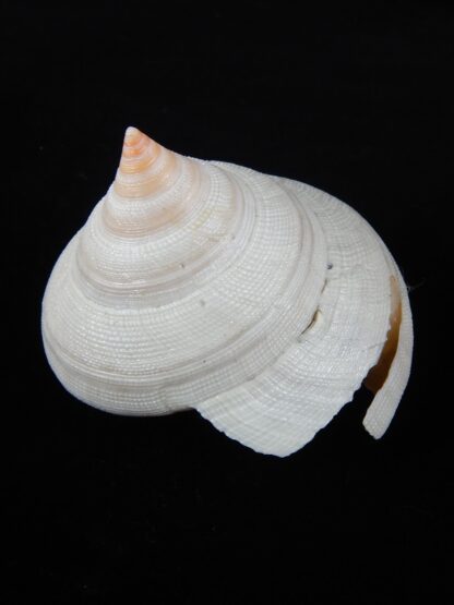 Mikadotrochus hirasei hirasei ,,, Albino...81,07 mm F++/F+++-57580