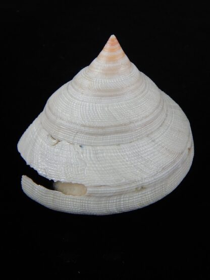 Mikadotrochus hirasei hirasei ,,, Albino...81,07 mm F++/F+++-57582