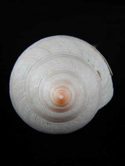 Mikadotrochus hirasei hirasei ,,, Albino...81,07 mm F++/F+++-57583