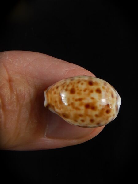 Lyncina lynx..SUPER DWARF ... 19,29 mm Gem-0