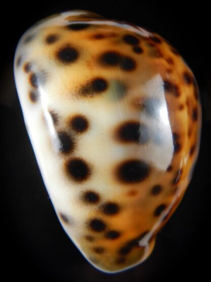 Cypraea tigris..YELLOW... 66,97 mm Gem-57719