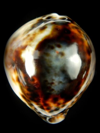 Cypraea tigris..Super calous 115 grms....... 72,69 mm Gem-57702