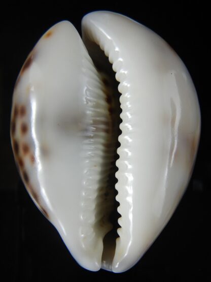 Cypraea tigris..Super calous 115 grms....... 72,69 mm Gem-57707