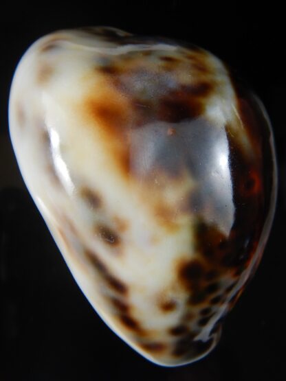 Cypraea tigris..Super calous 115 grms....... 72,69 mm Gem-57706