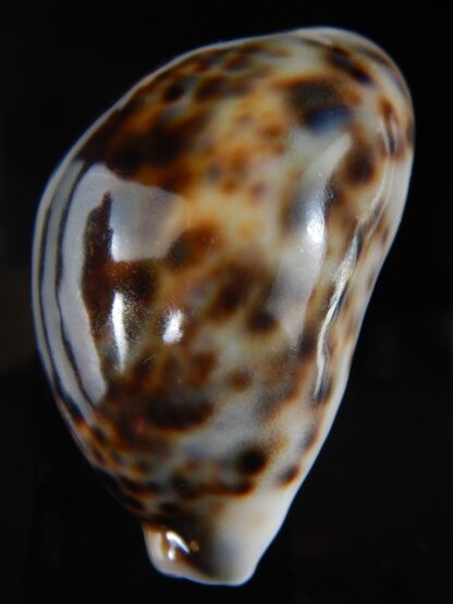 Cypraea tigris..Super calous 115 grms....... 72,69 mm Gem-57705