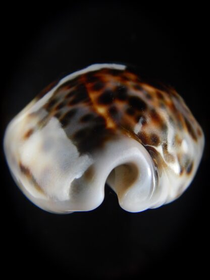 Cypraea tigris..Super calous 115 grms....... 72,69 mm Gem-57704